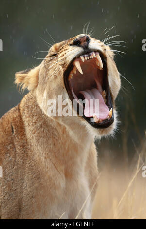 Leonessa (Panthera leo) sbadigli in pioggia leggera - Parco Nazionale Kruger (Sud Africa) Foto Stock