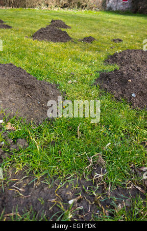 Mole hills sul prato molehill molehills Foto Stock