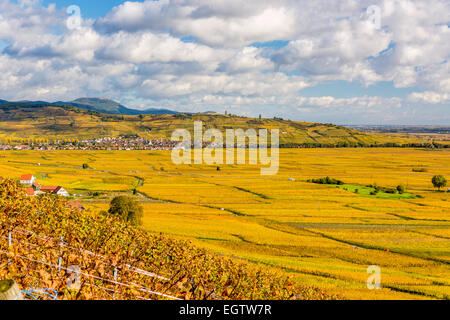 Vino alsaziano percorso, Haut Rhin, Niedermorschwihr, Alsazia, Francia, Europa. Foto Stock