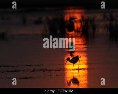 Black-winged Stilt e airone cenerino silhouette al tramonto. Foto Stock