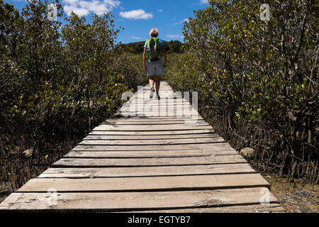 Il Boardwalk attraverso la palude di mangrovie su Hururu estuario in Paihia, Nuova Zelanda. Foto Stock