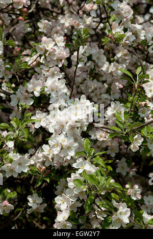Il melo fioritura in primavera come sfondo Foto Stock