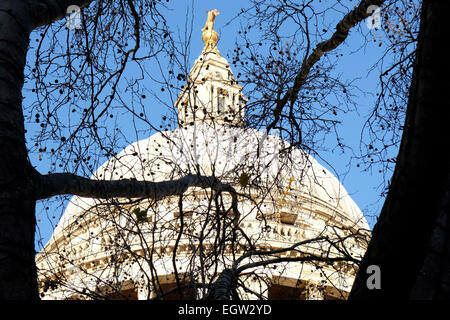 Una vista ravvicinata della cupola della cattedrale di St Paul incorniciata da un albero. Foto Stock