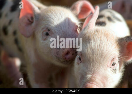 I suinetti(Sus scrofa domestica) su una fattoria biologica Wales UK Europa Foto Stock