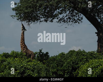 Un alto Masai Giraffe (Giraffa Camelopardalis) allunga la sua lunga lingua per raggiungere le foglie di albero in Ruaha National Park in Tanzania Foto Stock