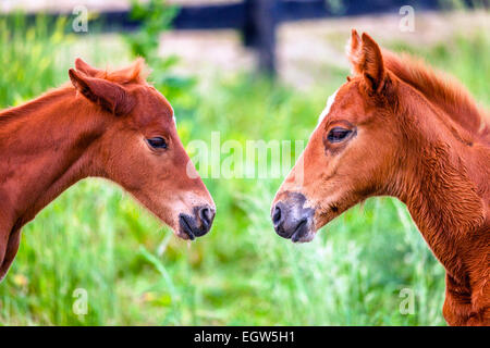 Puledri che stanno giocando in una fattoria in Central Kentucky. Close-up verticale Foto Stock