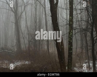 La nebbia all'alba vicino Minnewaska parco dello Stato di New York, nell'inverno. Foto Stock