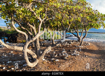 Sentiero costiero di Anaehoomalu Bay sulla Big Island delle Hawaii al tramonto Foto Stock