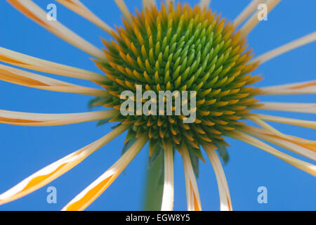 Fiore Echinacea primo piano Foto Stock