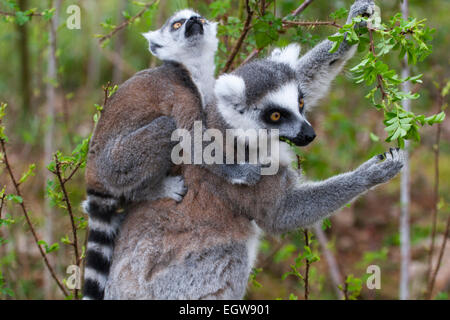 Lemur dalla coda ad anello (Lemur catta) madre e suo bambino che si nutrono di foglie nell'albero Foto Stock