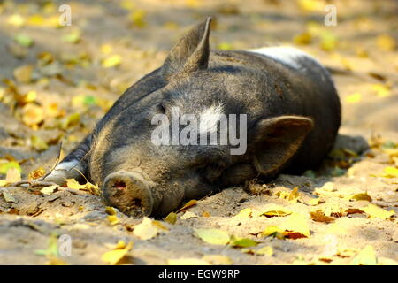 Maiale pigro dormire nel pomeriggio all'ombra Foto Stock