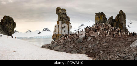 L'Antartide, Half Moon Island, Baliza Hill, pinguini Chinstrap rookery, panoramica Foto Stock