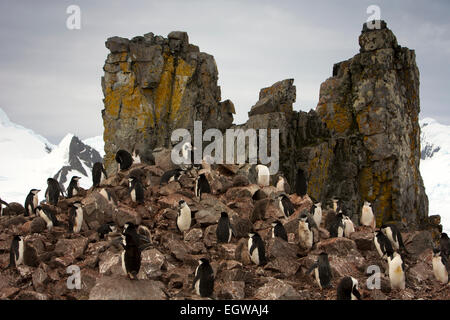 L'Antartide, Mezza Luna è, Baliza Hill, pinguini Chinstrap rookery opposta isola Livingston Foto Stock