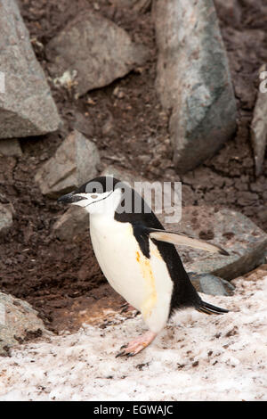 L'Antartide, Mezza Luna è, Baliza Hill, pinguini Chinstrap, Pygoscelis antarcticus Foto Stock