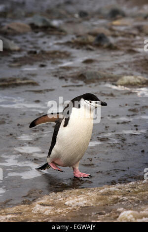 L'Antartide, Mezza Luna è, Baliza Hill, pinguini Chinstrap, Pygoscelis antarcticus, su ghiaccio Foto Stock