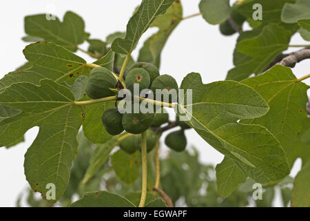 Fig, frutta, Echte Feige, Feigenbaum, Frucht, Früchte, Ficus carica Foto Stock