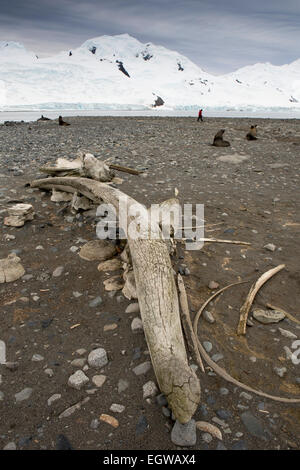L'Antartide, Half Moon è storia di caccia alle balene, balena osso mandibolare sulla spiaggia Foto Stock