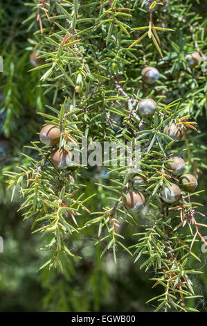 Frutti immaturi (CONI) di ginepro coccolone, juniperus oxycedrus Foto Stock