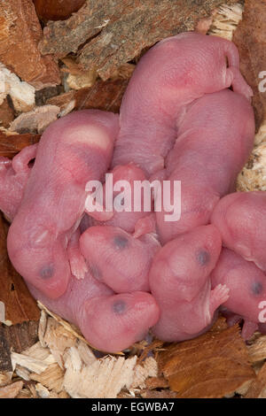 Mouse a fantasia, Fancy-mouse mouse house, casa-mouse, Farbmaus, Farbmäuse, Hausmaus, Maus, Mus musculus, Mus musculus f. domestica Foto Stock