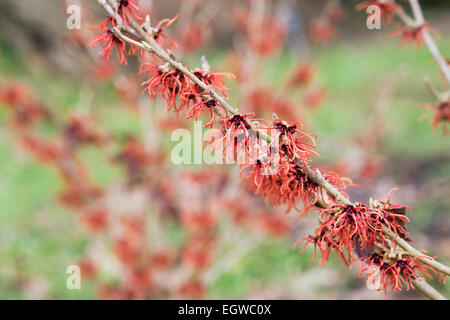 Hamamelis x intermedia 'Rubin' Fiori. Foto Stock