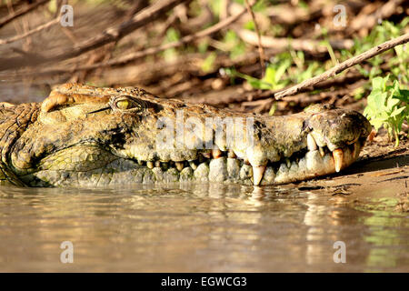 Coccodrillo del Nilo (Crocodylus niloticus) in appoggio sulle rive di un fiume. Foto Stock