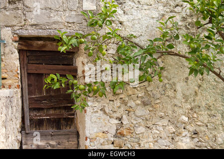 Lemon Tree crescente nei confronti di un vecchio rustico parete di mattoni a Limone sul Garda, Italia Foto Stock
