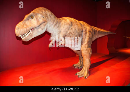 Cina, Animatronic testa del Tyrannosaurus Rex Foto Stock