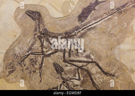 Cina, fossili di dinosauro scheletro di Anchiornis Huxleyi Foto Stock