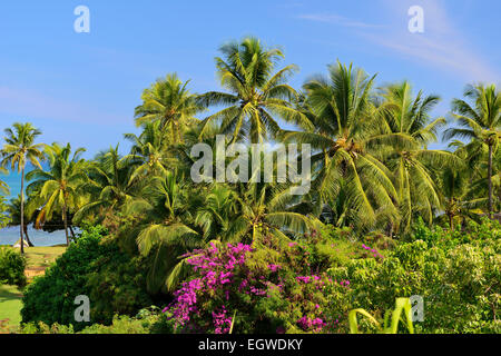 La vegetazione lussureggiante vicino Anahola sulla costa orientale di Kauai, Hawaii, STATI UNITI D'AMERICA Foto Stock