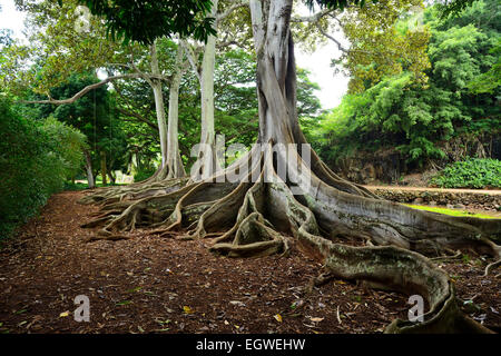 Nodose radici di alberi di Ficus in Nazionale Allerton Tropicale Giardino Botanico entro Lawa io Valley, Kauai, Hawaii, STATI UNITI D'AMERICA Foto Stock