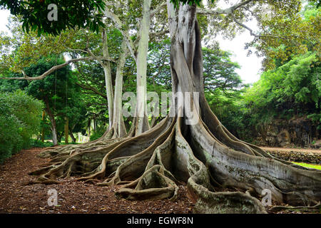 Nodose radici di alberi di Ficus in Nazionale Allerton Tropicale Giardino Botanico entro Lawa io Valley, Kauai, Hawaii, STATI UNITI D'AMERICA Foto Stock