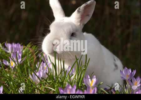 A domare pet coniglio bianco esplora la massa di lilla fiori in un aiuola determinare se essi sono commestibili e buon cibo Foto Stock