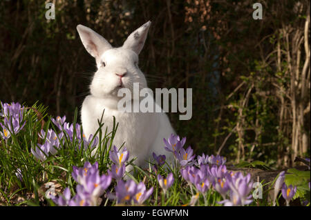 A domare pet coniglio bianco esplora la massa di lilla fiori in un aiuola determinare se essi sono commestibili e buon cibo Foto Stock