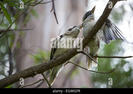 Due kookaburras combattere su un ramo di albero Foto Stock