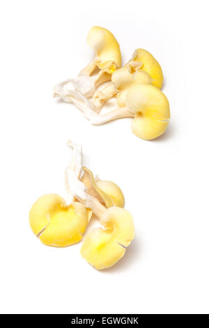 Giallo funghi Oyster isolato su un bianco di sfondo per studio. Foto Stock