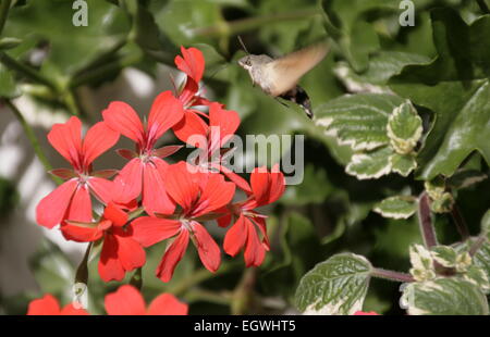 Hummingbird hawk-moth alimentazione su un geranio Foto Stock