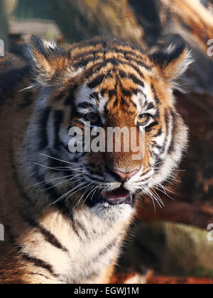 Tigre di Amur Cub close-up verticale Foto Stock