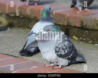 In sovrappeso piccioni selvatici (Columba livia domestica) su gradini. AKA Piccione di Città, Città Piccione, piccioni domestici, Piccione comune. Nel West Sussex, in Inghilterra, Regno Unito. Foto Stock