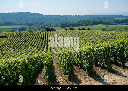 Vigneti nella regione di Champagne, Francia, Europa in estate Foto Stock