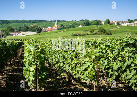 Piccolo villaggio francese di Ville-Dommange e vigneti nella regione di Champagne, Francia, Europa in estate Foto Stock