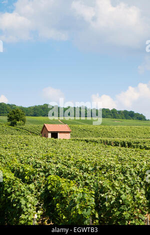 Fienile e vigneti vicino a villaggio Festigny nella regione di Champagne, Champagne, Francia, Europa Foto Stock