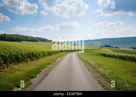 Sulla strada dello Champagne sentiero tra Festigny Leuvigny e frazioni di Champagne, Francia, Europa Foto Stock