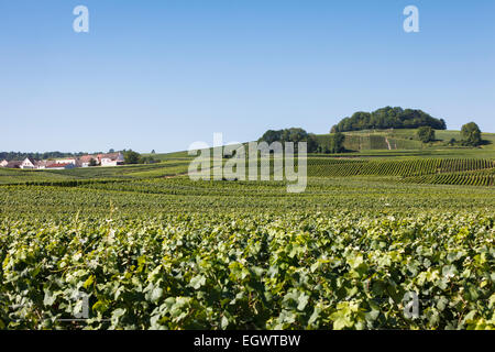 Vigneti vicino a villaggio Villedommange, Champagne sentiero percorso turistico, Francia, Europa Foto Stock