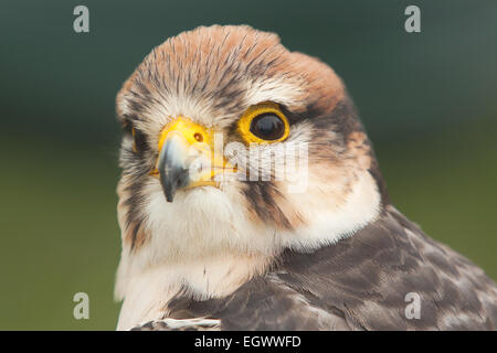 Foto ritratto di un Lanner Falcon Foto Stock