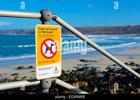 Segno - cani vietati dalla spiaggia - a Sennen Cove, Cornwall, England Regno Unito Foto Stock