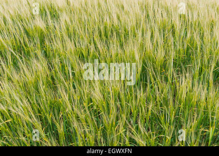 Cornfield in Cornovaglia, Inghilterra Foto Stock