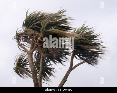 Alberi di palma che soffia in venti forti, Woolacombe Beach, Devon, Regno Unito Foto Stock