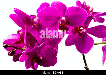 Splendida orchidea rossa fiore su sfondo bianco Foto Stock