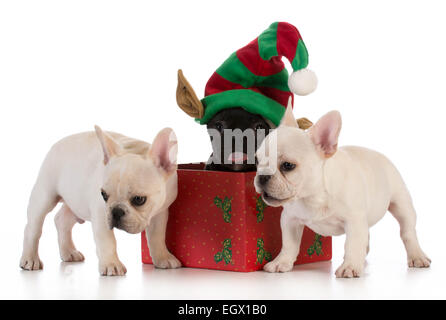 Cuccioli di natale - tre Bouledogue francesi in impostazione stagionale su sfondo bianco Foto Stock