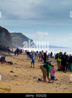 La gente a caccia di fossili sulla spiaggia al di sotto dello sgretolamento scogliere a Charmouth su Jurassic Coast in West Dorset England Regno Unito Foto Stock